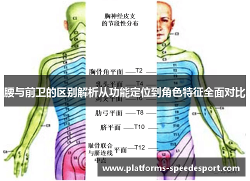 腰与前卫的区别解析从功能定位到角色特征全面对比